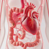 Heart and gut connected by a glowing strand representing the gut-heart axis